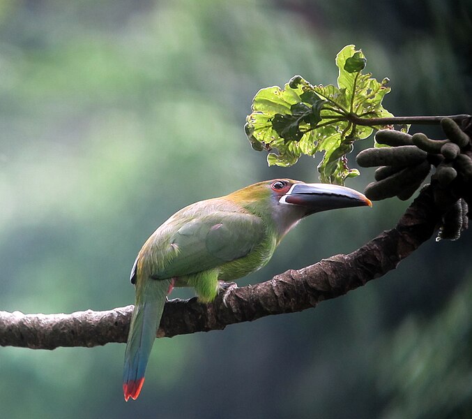 File:Aulacorhynchus albivitta, Sabaneta, Antioquia, Colombia (8255003788).jpg