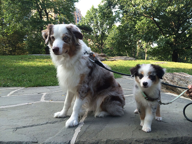 File:Australian Shepherds.jpg