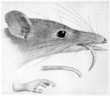 Illustration from Troughton's article "The Honey Mouse" (1922) Australian zoologist vol 3 p 152 illustration.png