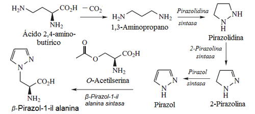 B-PİRAZOL-1-IL-ALANİN BİYOSENTEZİ.png