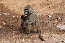 Olive baboon