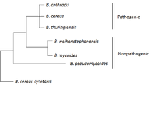 Phylogenic tree showing B. anthracis in the B. cereus group of strains. Bacillus anthracis belongs to the Bacillus cereus group of strains.png