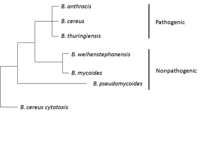 B. anthracis belongs to the B. cereus group of strains.