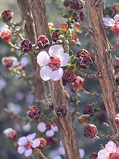 <i>Baeckea crassifolia</i> Species of plant