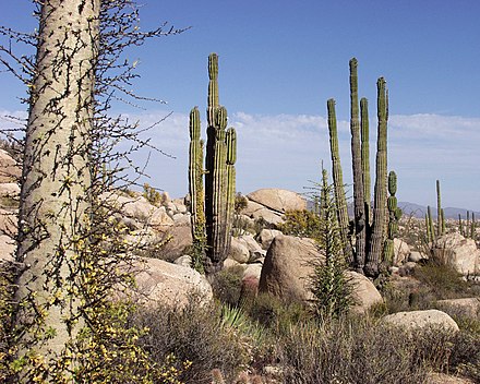 Xerophytes: Cardón cacti in the Baja California Desert, Cataviña region, Mexico