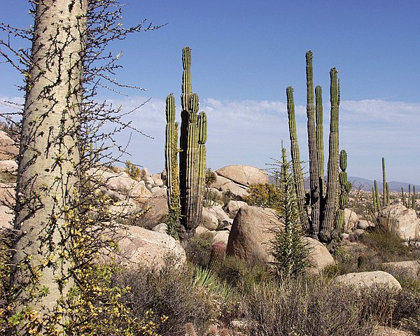 Flora of Baja California desert, Cataviña region, Mexico