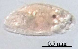 Cypris larva of Amphibalanus improvisus