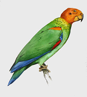 Beschrijving van Bald parrot.JPG image.