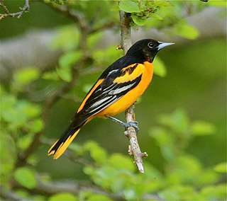 <span class="mw-page-title-main">Baltimore oriole</span> Species of bird