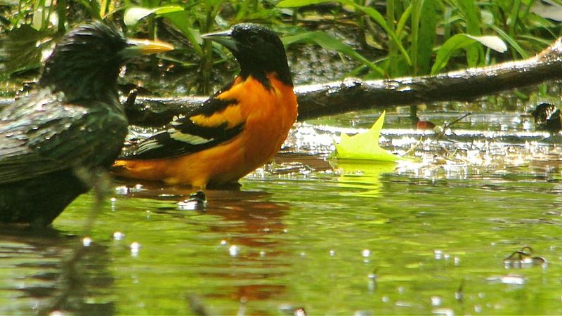 File:Baltimore Oriole (8427882679).jpg