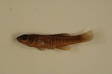 Banded killifish 01.jpg