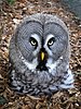 Bartkauz - Great Grey Owl (Strix nebulosa) - Weltvogelpark Walsrode 2012-004.jpg