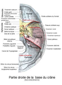 Base du crane.png