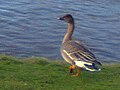 A "Taiga Bean Goose" (A bird of the species "Anser fabalis", German: "Rietgans" or "Saatgans") in 2012