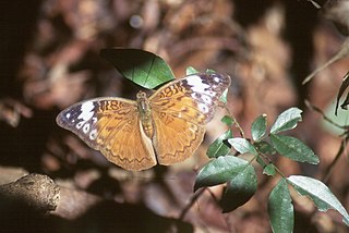 <i>Bebearia brunhilda</i> Species of butterfly