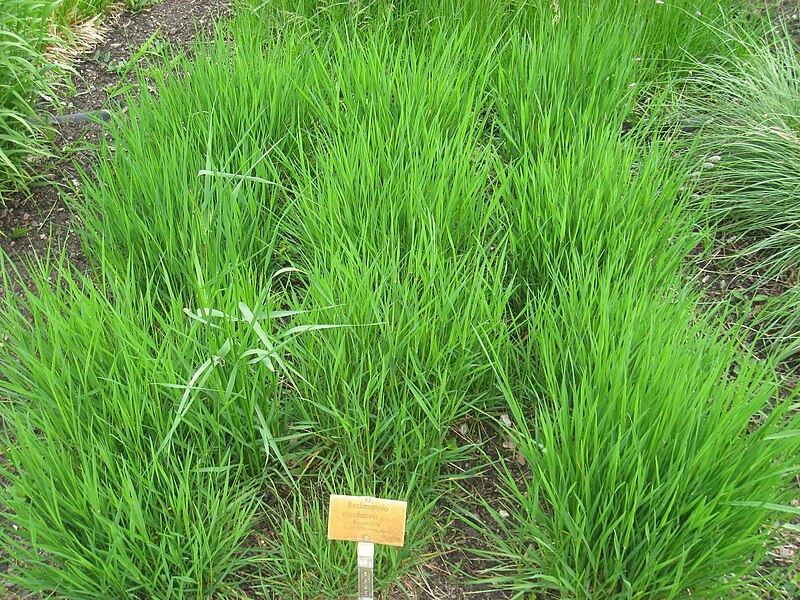 File:Beckmannia eruciformis - Berlin Botanical Garden - IMG 8543.JPG