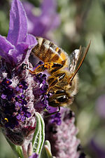 Vorschaubild für Honigbienen