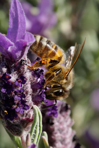 File:Bee on topped lavendar.jpg