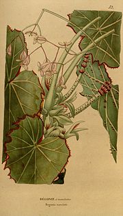 Vignette pour Begonia manicata