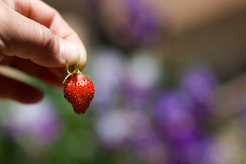 File:Behold, the Strawberry Strawberry (27110942946).jpg