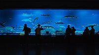 The Aquarium interior