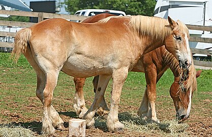 Vlaamse Paarden in het Kentucky Horse Park.