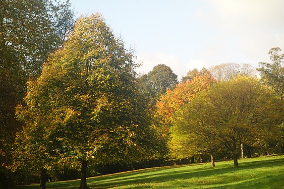 Tree shadows in Belle Vue Park, Newport