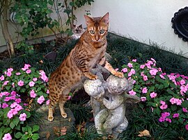 Bengal Katze.jpg