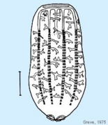 Croquis de Beroe cucumis qui identifie les anastomoses.