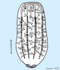 Beroe cucumis croquis.PNG