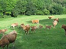 Betizu(ak) dans une prairie)