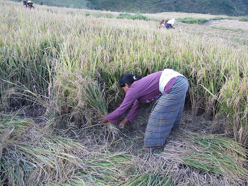 File:Bhutan IMG 3937.JPG