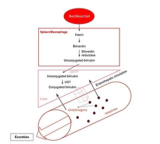 bilirubin conjugation