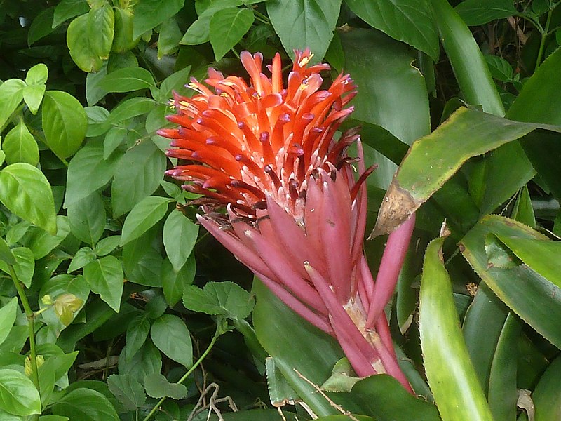 File:Billbergia pyramidalis, bloeiwyse, Manie van der Schijff BT, a.jpg