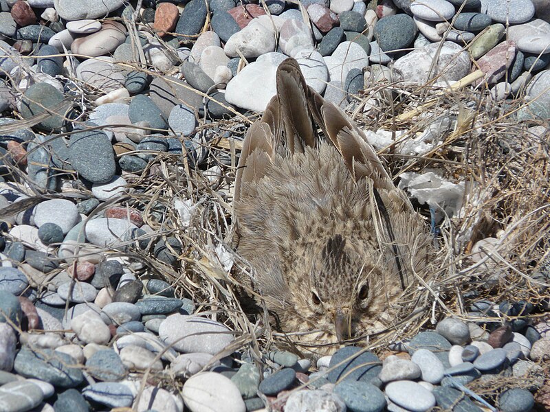 File:Bird nest beach Rhodos 08.JPG