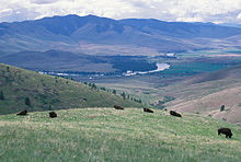 Bison grazing in grassland, Montana Bison at National Bison Range.jpg