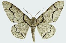 Biston contectaria male.JPG