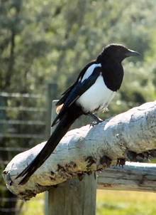 Black-billed Magpie.png