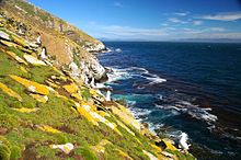 Colony on Saunders Island, Falkland Islands Black-browed-albatross-Colony.jpg