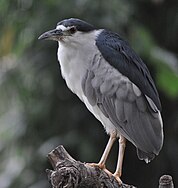 Black-crowned night heron - Smithsonian National Zoological Park (4856741214).jpg