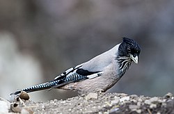 Black-headed Jay (31793584681).jpg