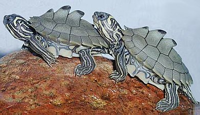 Black-knobbed map turtle hatchlings (Graptemys nigrinoda).jpg