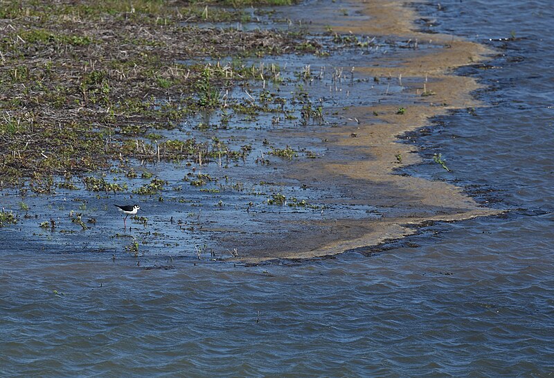 File:Black-necked Stilt - 46907936994.jpg