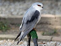 Kite, Black-shouldered Elanus axillaris