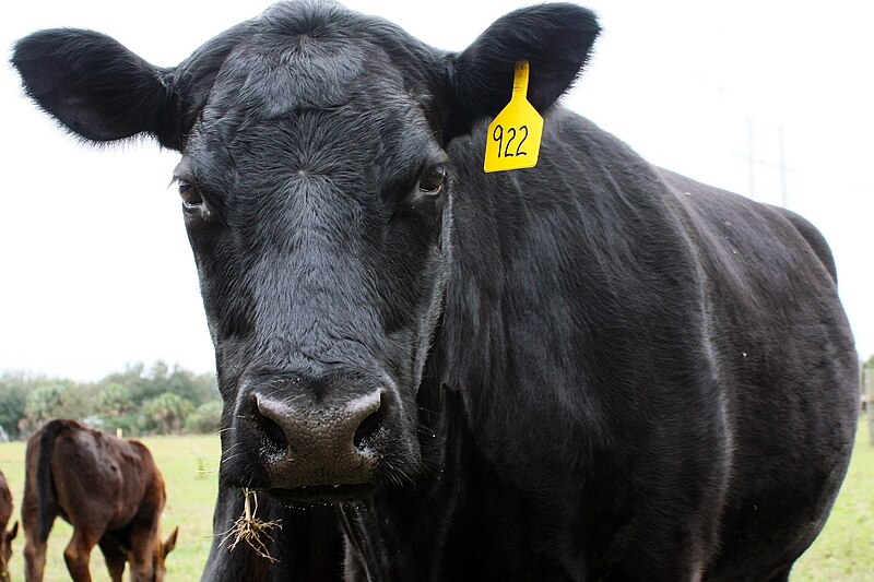 File:Black Angus Cow.jpg