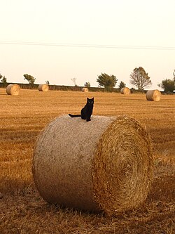 Black cat sitting on a round straw bale.jpg