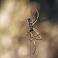 * Nomination Black wood spider (Nephila kuhlii) --Charlesjsharp 17:51, 15 October 2020 (UTC) * Promotion  Support Good quality. --Poco a poco 08:02, 16 October 2020 (UTC)