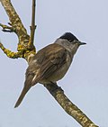 Thumbnail for Eurasian blackcap