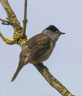 <span class="mw-page-title-main">Eurasian blackcap</span> Bird in the Old World warbler family from Eurasia and Africa