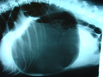 Метеоризм у собаки. Заворот желудка у собаки рентген. Заворот собаки рентген. Заворот желудка рентген. Заворот кишечника у собаки рентген.